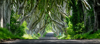 Dark Hedges road